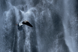 Catégorie Action - 2  
Patrick Fellay • Héron cendré  Catégorie Action - 2  
Patrick Fellay • Héron cendré  / ©  Patrick Fellay