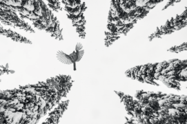 Catégorie Action - 3  
Alex Pansier • Mésange  Catégorie Action - 3  
Alex Pansier • Mésange  / © Alex Pansier