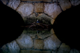 Gagnant - Catégorie Jeunesse  
Konrad Gräter • Foulque macroule
« J’ai découvert par hasard ce nid très particulier de foulque, construit contre un pilier de pont. Le reflet était parfait. Et puis, j’ai volontairement sous-exposé l’image pour focaliser sur le nid. » Gagnant - Catégorie Jeunesse  
Konrad Gräter • Foulque macroule
« J’ai découvert par hasard ce nid très particulier de foulque, construit contre un pilier de pont. Le reflet était parfait. Et puis, j’ai volontairement sous-exposé l’image pour focaliser sur le nid. » / © Konrad Gräter