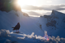 Catégorie Jeunesse - 2  
Konrad Gräter • Chocard à bec jaune Catégorie Jeunesse - 2  
Konrad Gräter • Chocard à bec jaune / © Konrad Gräter