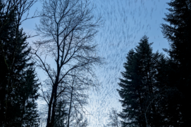 Catégorie Jeunesse - 3  
Silvan Kyburz • Pinsons du Nord Catégorie Jeunesse - 3  
Silvan Kyburz • Pinsons du Nord / © Silvan Kyburz