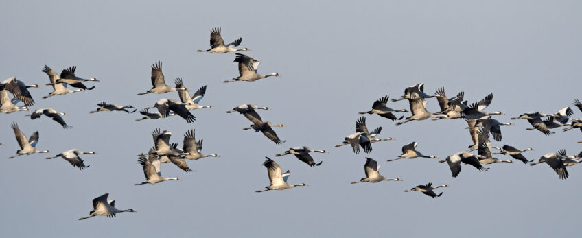Des grues cendrées en migration