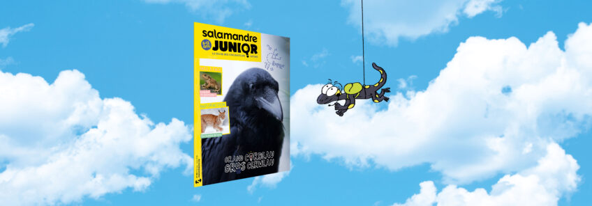 Salamandre junior 158 grand corbeau gros cerveau