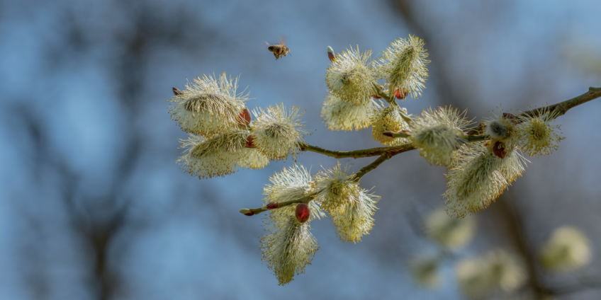 Bourgeons et inflorescences de saule, un arbre au débourrement précoce.