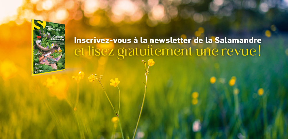 Salamandre newsletter