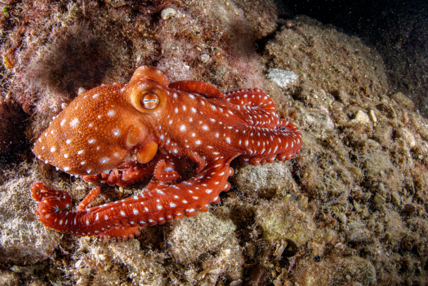 Le poulpe huit pieds sous la mer revue salamandre 288