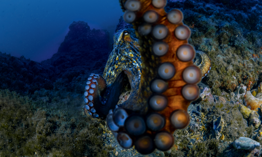 Poulpe-huit pieds sous les mers - revue salamandre 288