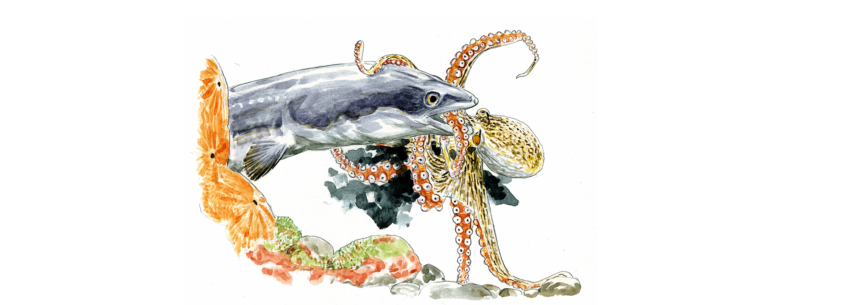 Congre poulpe revue salamandre 288