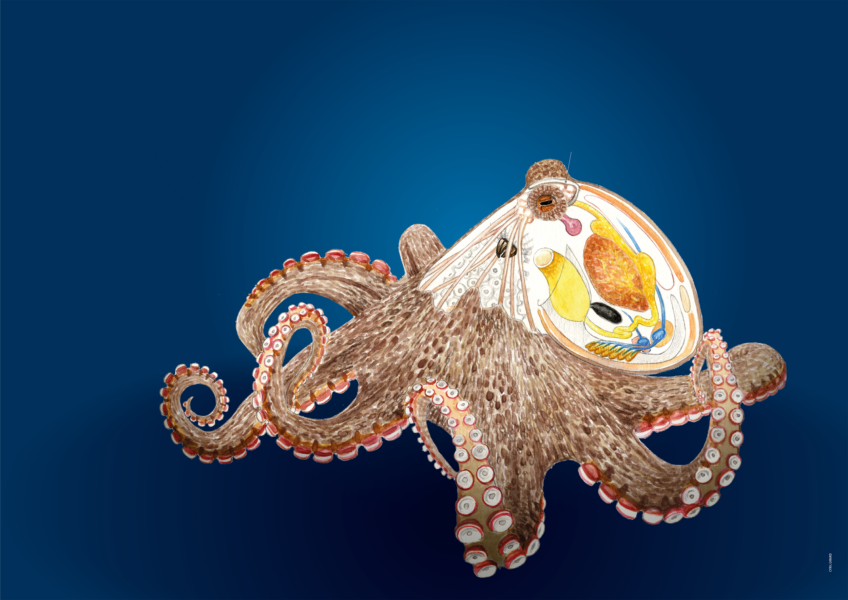 Poulpe un alien magazine la salamandre 288