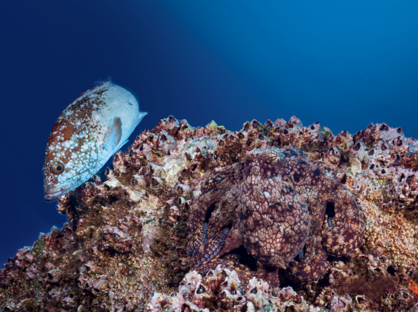 Le poulpe - uniforme sur mesure - revue salamandre 288