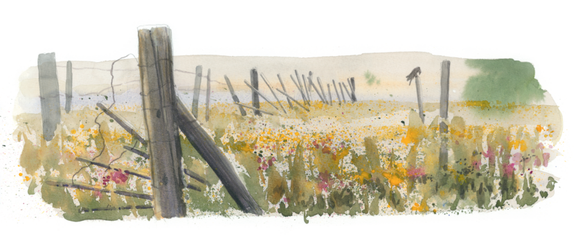 Salamandre 288 Justin Piveteau buse