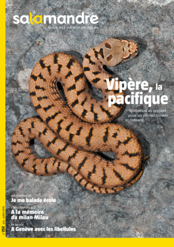 Vipere Revue Salamandre 252