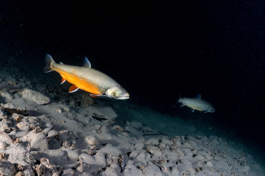 Omble chevalier minute nature salamandre 288