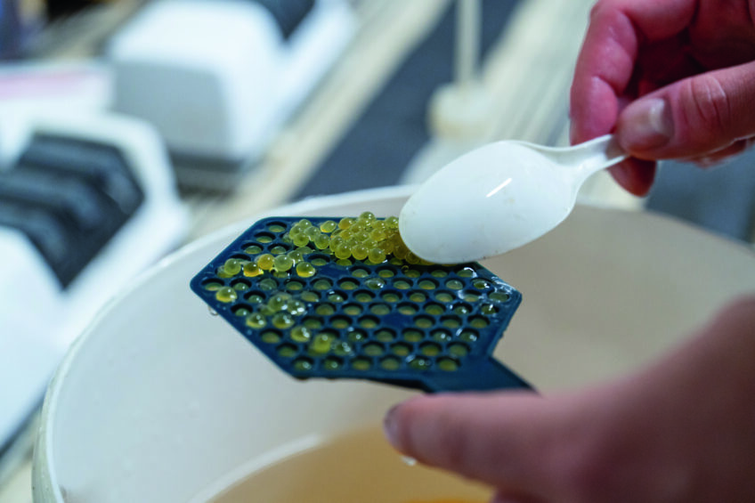 Omble chevalier minute nature revue salamandre 288