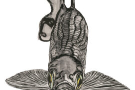 Ablette (Alburnus alburnus) : S’accommodant aux eaux troubles, ce petit poisson argenté vit en grands bancs proche de la surface des lacs. 