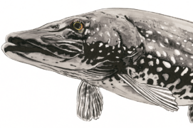 Brochet (Esox lucius) : Carnassier d’eau douce le plus connu. Il apprécie les eaux claires végétalisées. Ce prédateur armé de 700 dents acérées attend à l’affût dans les herbiers et fond sur sa proie de façon fulgurante. En plus de poissons, il peut consommer des grenouilles, des écrevisses et même de petits oiseaux aquatiques. 