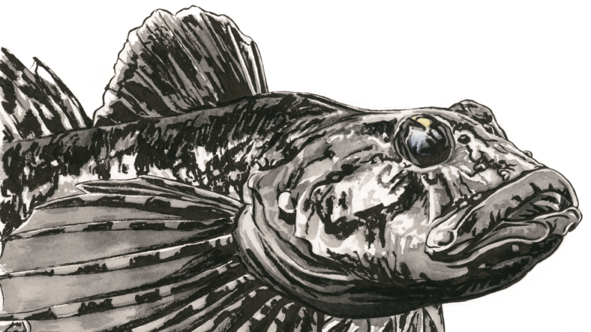 Poissons Leman_Chabot_CMYK