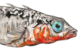 Épinoche (Gasterosteus aculeatus) : En période de reproduction, le mâle affiche des flancs teintés de rouge. Il construit son nid avec du matériel végétal et des sécrétions visqueuses produites par ses reins.