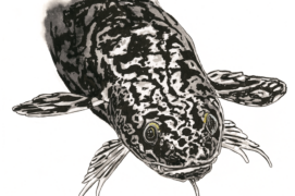 Lotte (Lota lota) : Nocturne. Sa barbille sensorielle trahit son lien de parenté avec la morue. Elle est apparue dans le Léman à partir du XVIIe siècle, depuis le bassin du Rhin. Seul poisson abondant jusqu’à 200-300 m de profondeur.