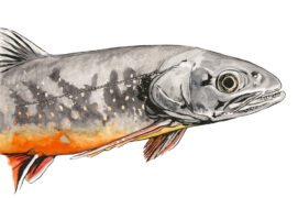 Omble chevalier (Salvelinus umbla) : Cette relique de l’ère glaciaire habite les lacs profonds et froids. Le mâle arbore un ventre rouge en période de reproduction. 