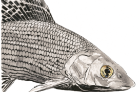 Ombre commun (Thymallus thymallus) : Se reconnaît à sa nageoire dorsale colorée. 
Ce salmonidé apprécie les eaux bien oxygénées des rivières et embouchures. 