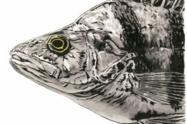 Perche commune (Perca fluviatilis) : Elle dresse sa première nageoire dorsale très développée et épineuse pour dissuader un prédateur de l’attaquer. 