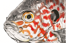 Perche soleil (Lepomis gibbosus) : Introduit d’Amérique du Nord au XIXe siècle, ce poisson très vorace est considéré comme une espèce exotique envahissante. Facilement identifiable grâce à ses flancs aplatis latéralement et colorés de jaune-orange.