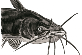 Poisson-chat (Ameiurus melas) : Originaire d’Amérique du Nord, il a été introduit au XIXe siècle. Appréciant les eaux stagnantes et peu profondes, il y fouille la vase et détecte la nourriture avec ses barbillons.