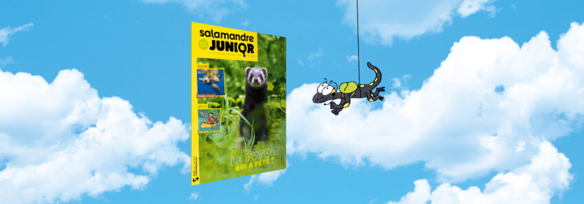 Salamandre junior 160 le putois