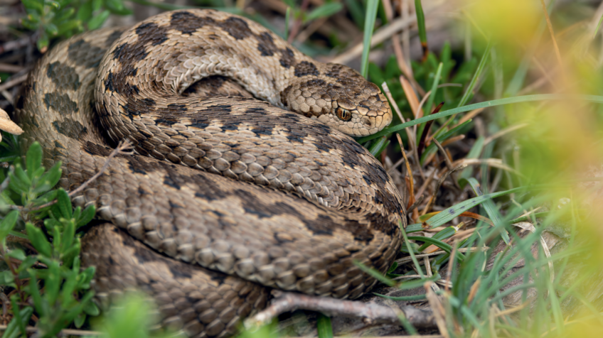 Salamandre 288 Vipère d'Orsini - Emeline Pujolas (1)
