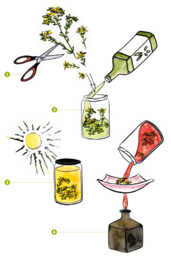 huile millepertuis recette revue salamandre 288 activité nature
