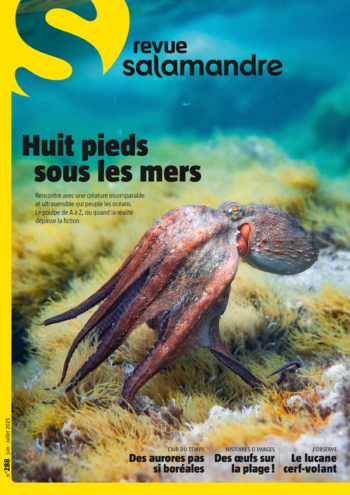 Couverture de La Salamandre n°288