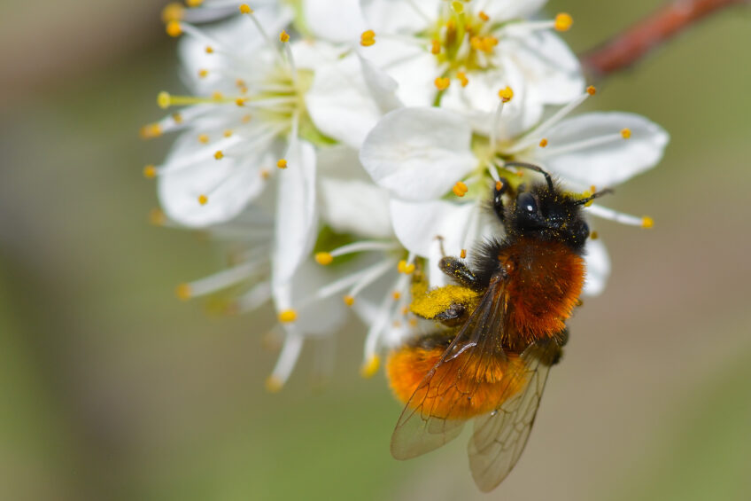 Comment aider les abeilles sauvages ? - La Salamandre - 