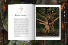 Des entrées de chapitre personnalisées avec un
croquis original et un angle choisi pour mettre en valeur l’essence même de chaque arbre. Des entrées de chapitre personnalisées avec un
croquis original et un angle choisi pour mettre en valeur l’essence même de chaque arbre.