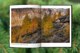 Des photos d’arbres vénérable sélectionnés pour leur port majestueux et éclairés avec un souci de l’esthétique. Des photos d’arbres vénérable sélectionnés pour leur port majestueux et éclairés avec un souci de l’esthétique.