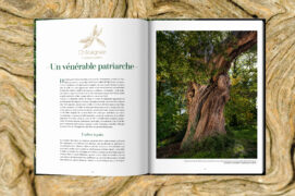 Longévité extraordinaire, usages d’hier et d’aujourd’hui, symbolique
et mythologie... Des histoires sur les liens des arbres avec leur
environnement, mais aussi avec les humains, à travers les âges. Longévité extraordinaire, usages d’hier et d’aujourd’hui, symbolique
et mythologie... Des histoires sur les liens des arbres avec leur
environnement, mais aussi avec les humains, à travers les âges.