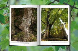 Un beau livre grand format qui incarne la verticalité
de ces seigneurs vénérables de la forêt. Un beau livre grand format qui incarne la verticalité
de ces seigneurs vénérables de la forêt.