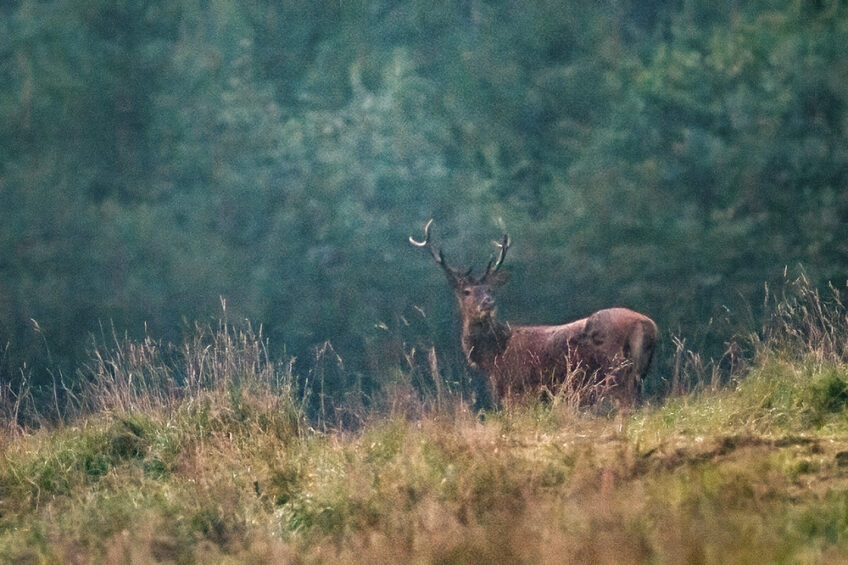 2005-Cuirasso salamandre 289 dossier cerf
