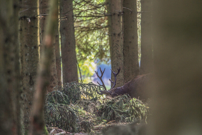 2006-Cuirasso salamandre 289 dossier cerf