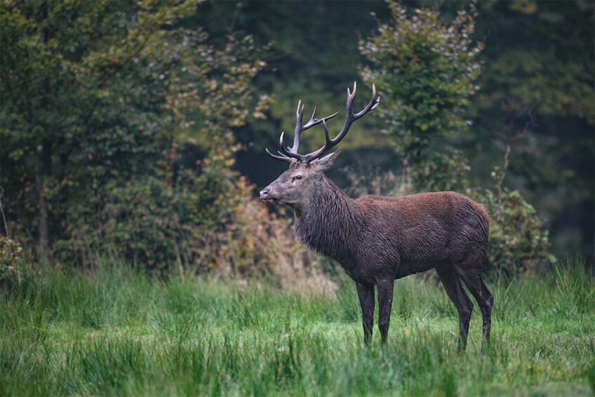 2007-Cuirasso salamandre 289 dossier cerf