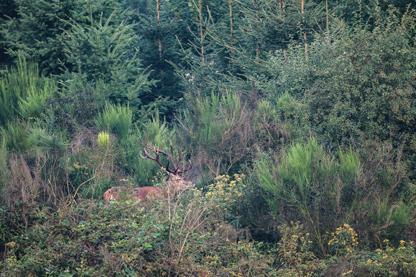 2008-Cuirasso salamandre 289 dossier cerf