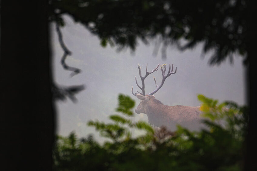 2009-Cuirasso salamandre 289 dossier cerf