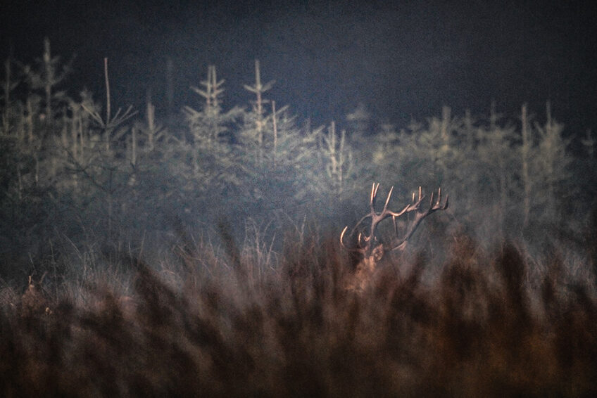 2010-Cuirasso salamandre 289 dossier cerf