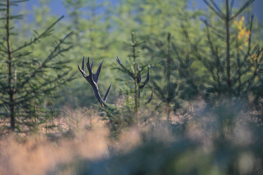 2011-Cuirasso salamandre 289 dossier cerf