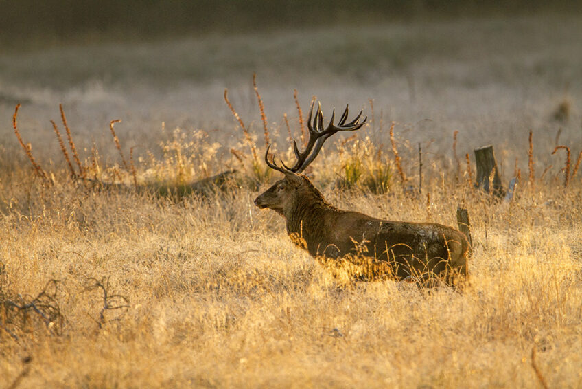 2012-2-Cuirasso salamandre 289 dossier cerf