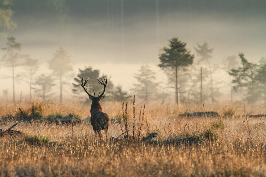2012-Cuirasso salamandre 289 dossier cerf