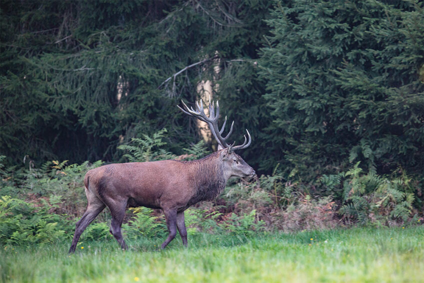 2014-2-Cuirasso salamandre 289 dossier cerf