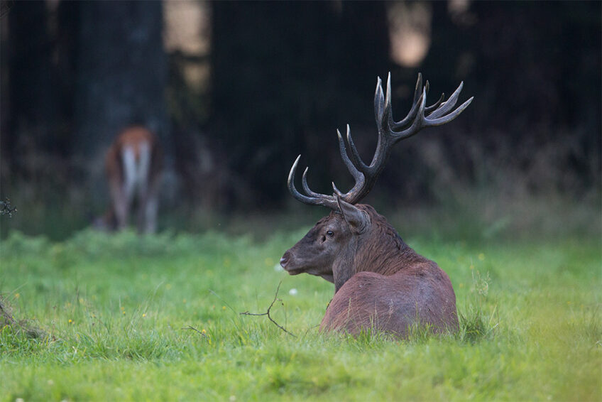 2014-Cuirasso salamandre 289 dossier cerf