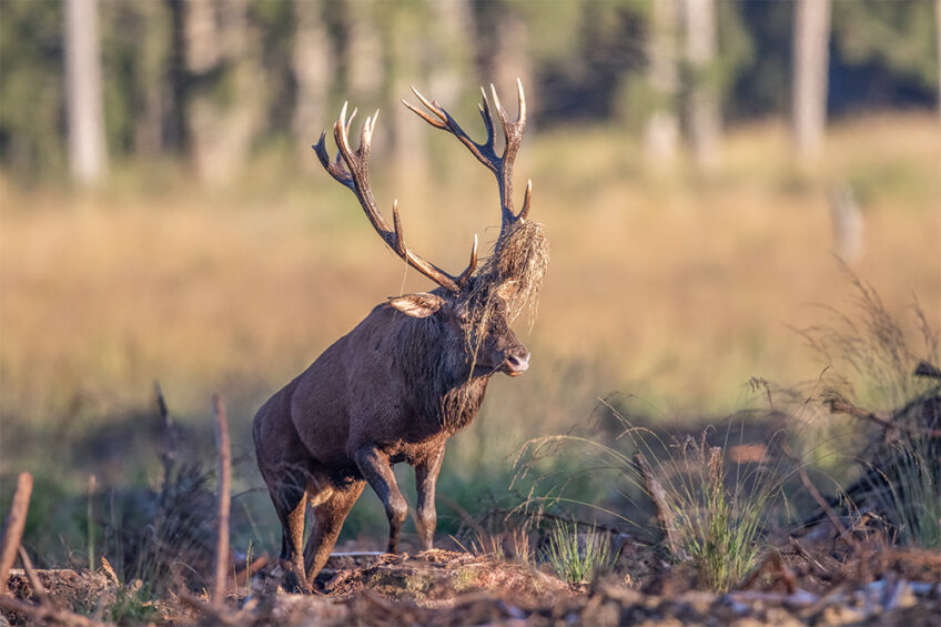 2015-Cuirasso salamandre 289 dossier cerf