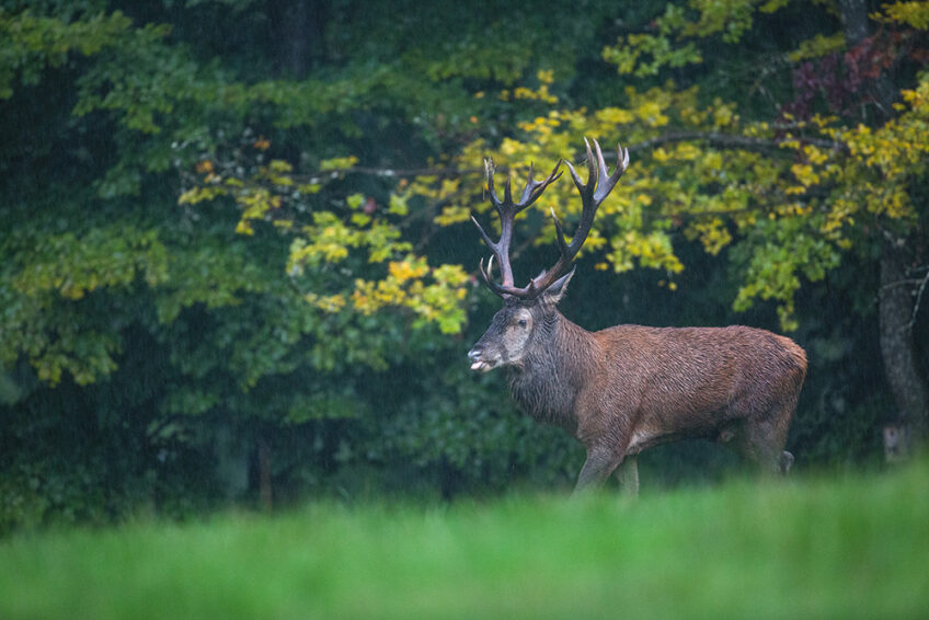 2017-2-Cuirasso salamandre 289 dossier cerf